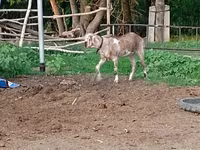 Dê cái, Dê — ảnh 4