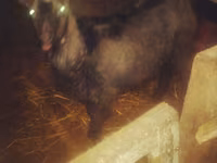 Kambing betina, Goats — foto 2