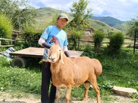 Kambing jantan, Rhon sheep — foto 1