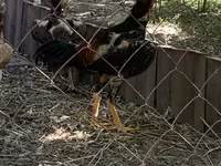 Chickens — รูปภาพ 1