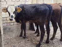 Banteng, Swiss cattle — foto 2
