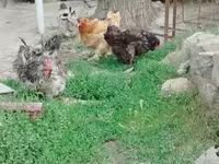 Brahma — foto 5