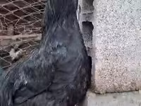 Chickens — عکس 1