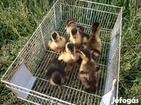 German Pekin — sawirka 5