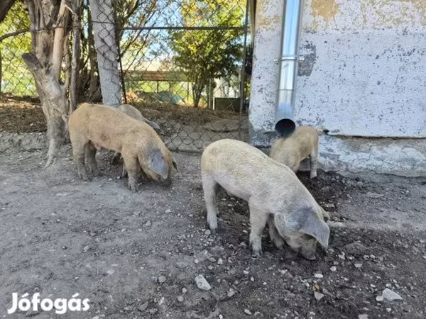 Kanec, Мангалица
