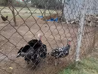 Turkeys — عکس 1