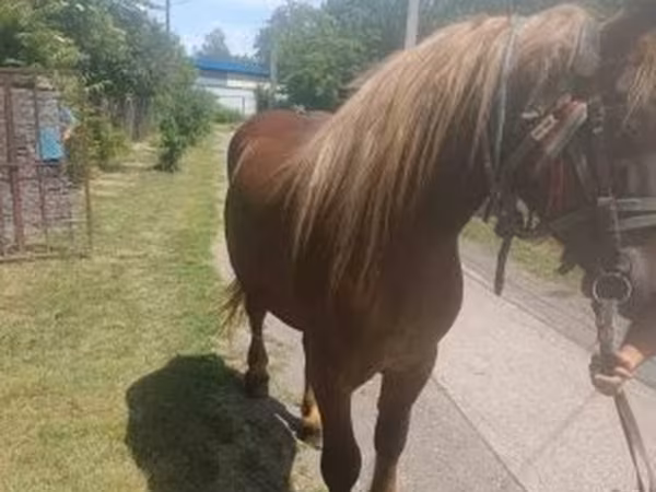 Hengst, Pferde