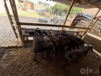 قوچ, Hissar sheep — عکس 5