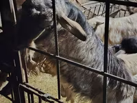 Bak, Alpine goat — 1. fotó