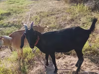 Kambing betina, Nubian Goat — foto 4