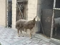 Oaie, Arashan sheep — foto 1