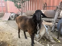 Pecora, Pecore — foto 5