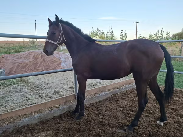 مادیان, Kazakh horse