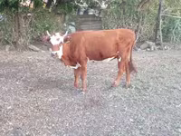 Ko, Latvian Blue cattle — foto 5