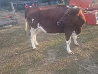 Vaca, Simmental cattle — foto 4