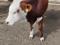 Boğa, Simmental cattle — foto 8