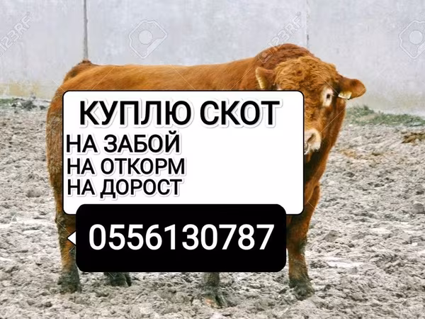 Cattle