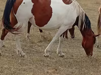 Stute, Kazakh horse — Foto 1