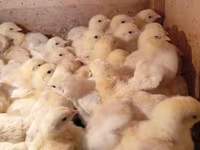 Chickens — ፎቶ 1