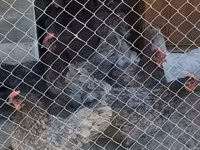 Chickens — zdjęcie 2