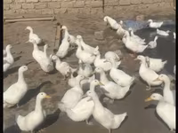 American Pekin — foto 1