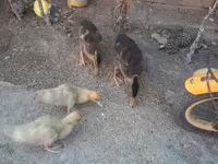 Ducks — foto 2