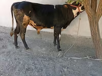 گاو نر, Russian Black pied cattle — عکس 3