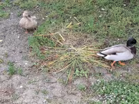 Ducks — sawirka 7