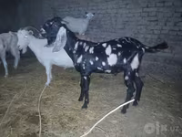 Kozel, Beetal goats — foto 4