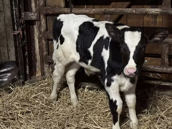 Býk, Russian Black pied cattle