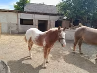 Aygır, Atlar — foto 3
