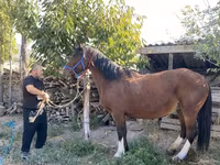Kuda betina, Horses — foto 2