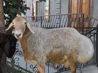 แกะตัวผู้, Edilbay sheep — รูปภาพ 7