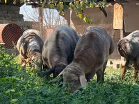 Beran, Arashan sheep — foto 8