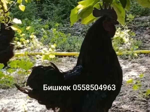 Chickens