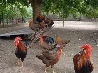 Chickens — photo 3