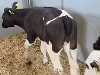 گاو ماده, Russian Black pied cattle — عکس 4