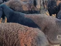 Ram, Sheep — photo 4