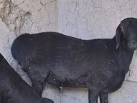 قوچ, گوسفند — عکس 1