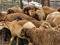 Får (parti, køn ikke angivet), Karabakh sheep — foto 4
