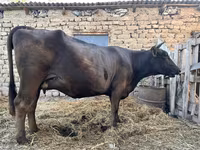 วัวตัวเมีย, Swiss cattle — รูปภาพ 5