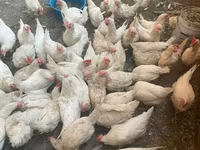 Chickens — fotografija 1