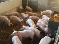 Babi (lot, jantina tidak dinyatakan), Pigs — foto 1
