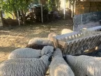 Pecora, White Suffolk sheep — foto 2