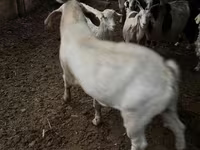 بکری, بکریاں — تصویر 2