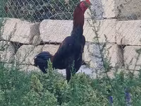 Chickens — عکس 2