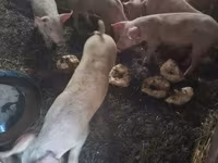 Babi betina, Pigs — foto 2