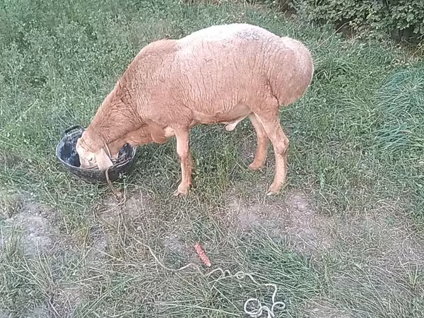 แกะตัวผู้, Edilbay sheep