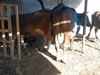 Үнээ, Swiss cattle — 2 зураг