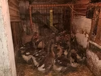 Geese — عکس 2